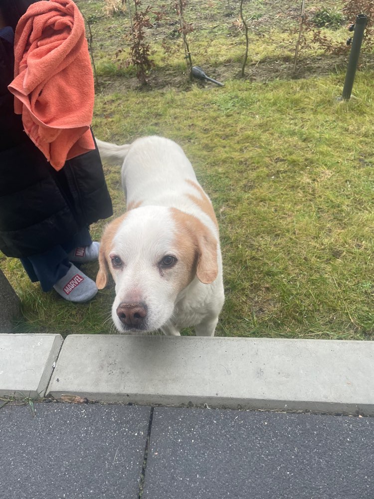 Hundetreffen-Hund zugelaufen-Profilbild