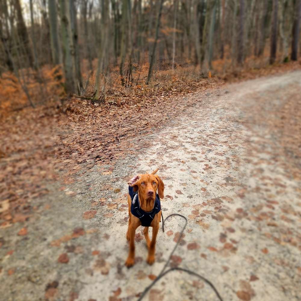 Hundetreffen-Spielpartner gesucht-Profilbild