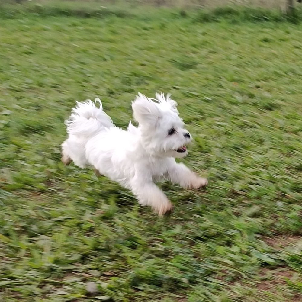 Hundetreffen-Gassi Runde und Spielen-Profilbild
