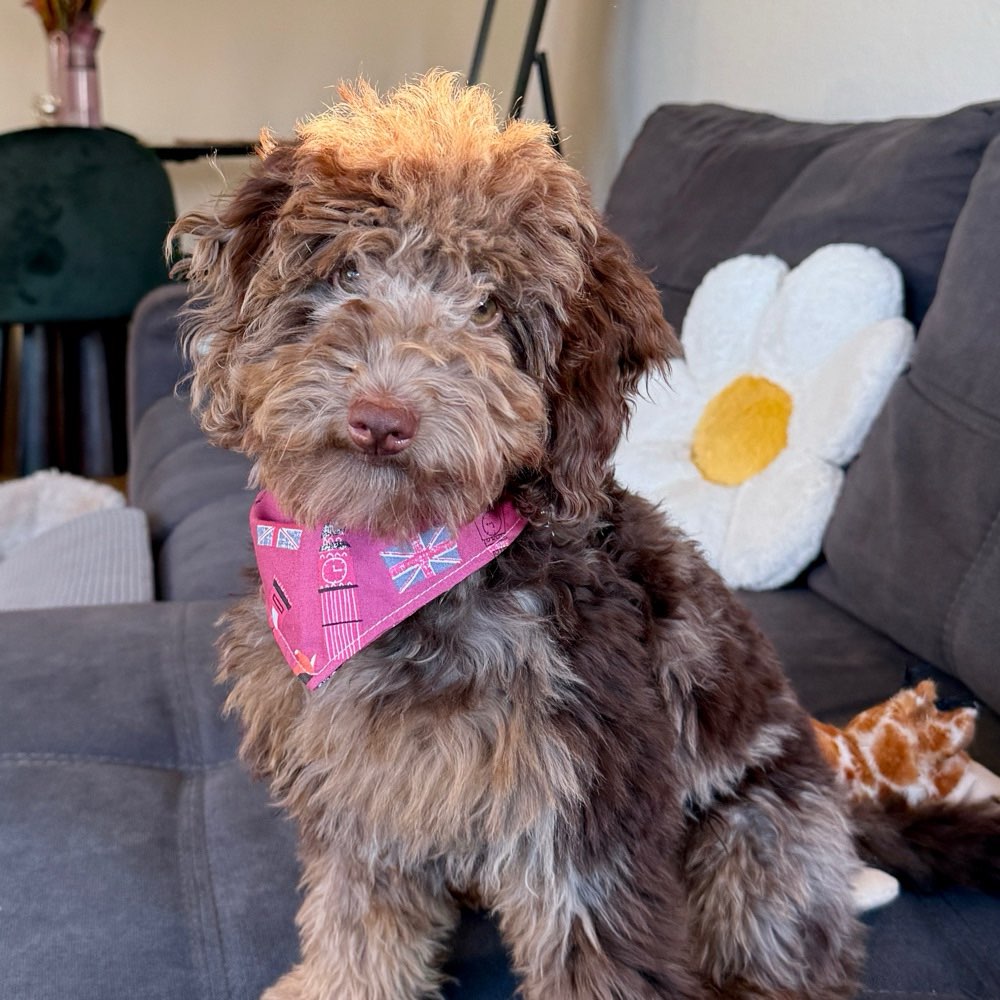 Hundetreffen-Looking for friends 🐾-Profilbild