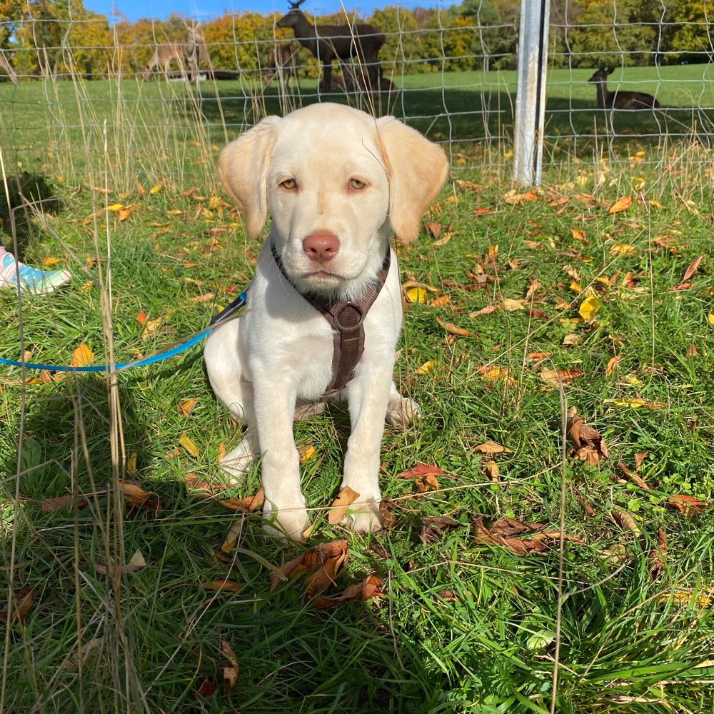 Hundetreffen-Welpentreff am Hochsträss-Profilbild
