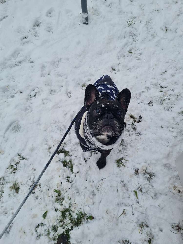Hundetreffen-Spaziergang mit den Fellnasen-Profilbild