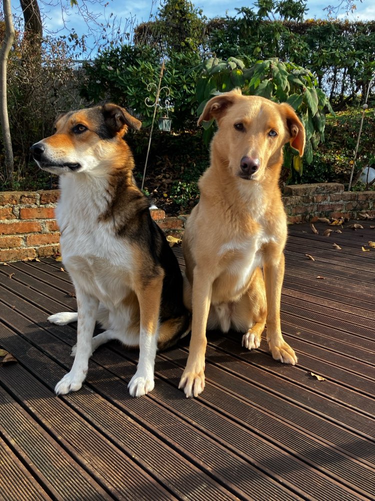 Hundetreffen-Gassi-, Übungs-, und Spielgefährten gesucht-Profilbild