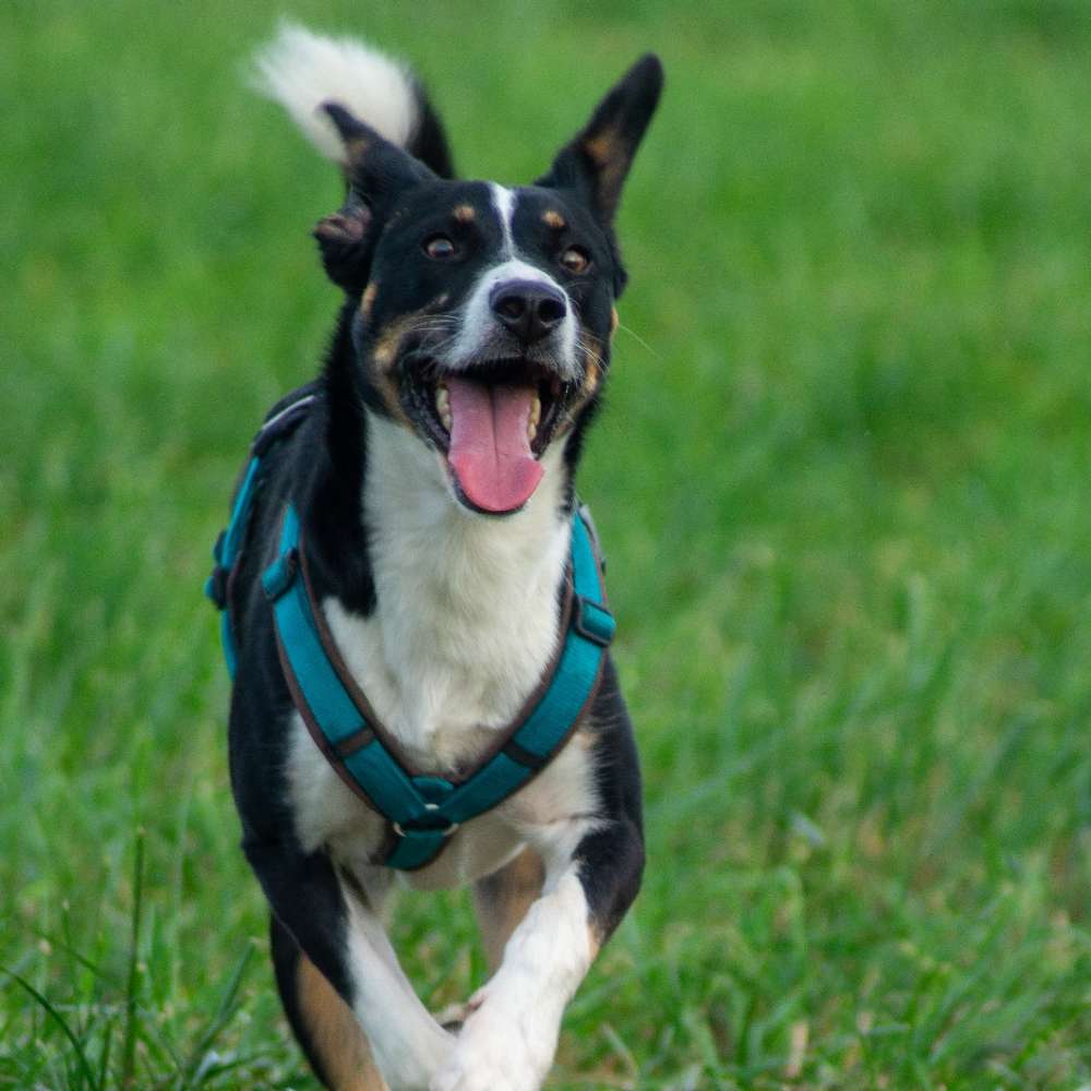 Hundetreffen-Hunderunde-Profilbild