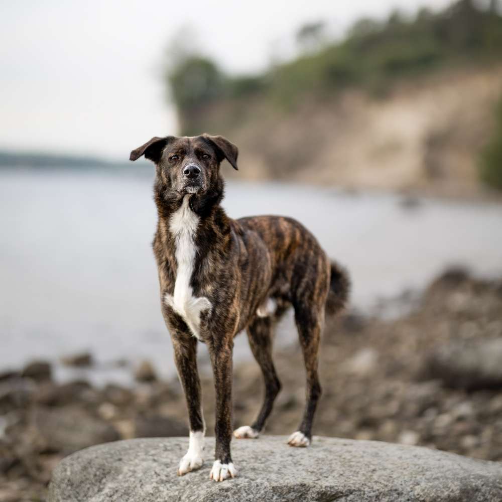 Hundetreffen-Gemeinsamer Spaziergang/Hundefreunde gesucht-Profilbild