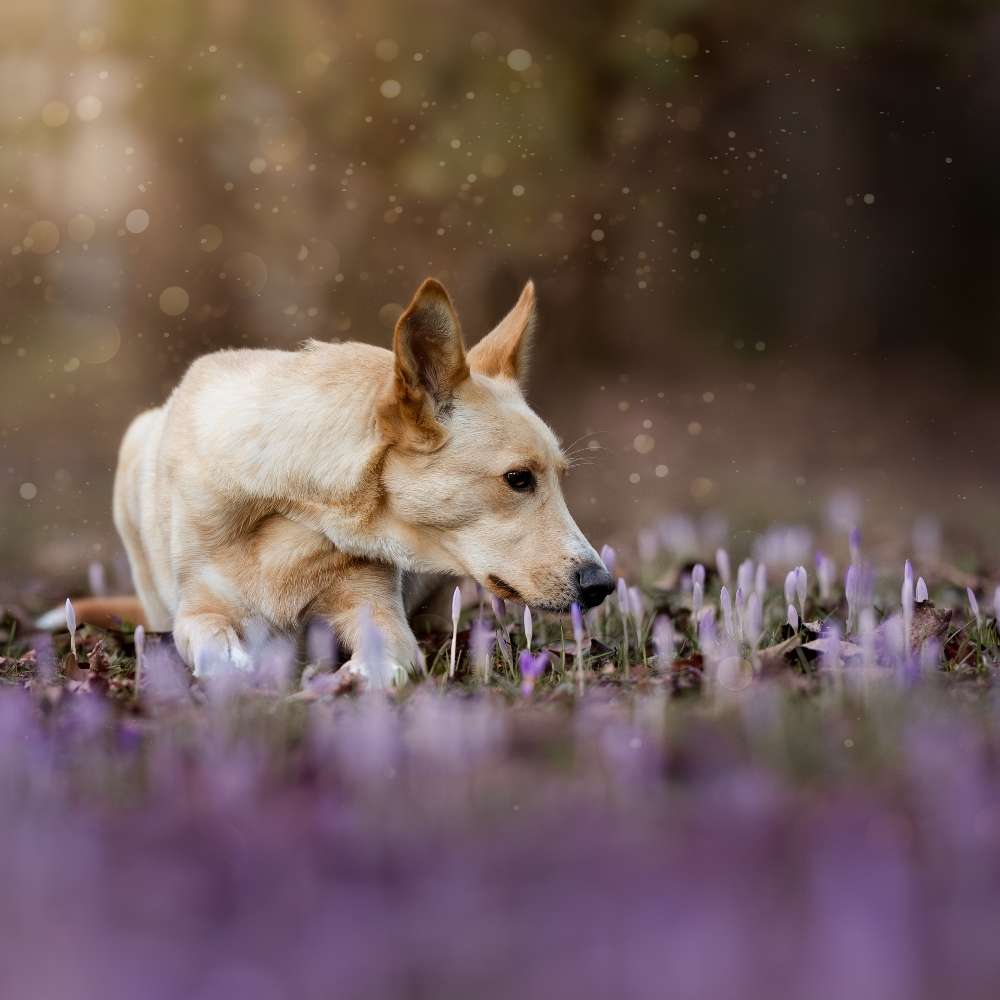 Hundetreffen-Fotoshooting-Profilbild