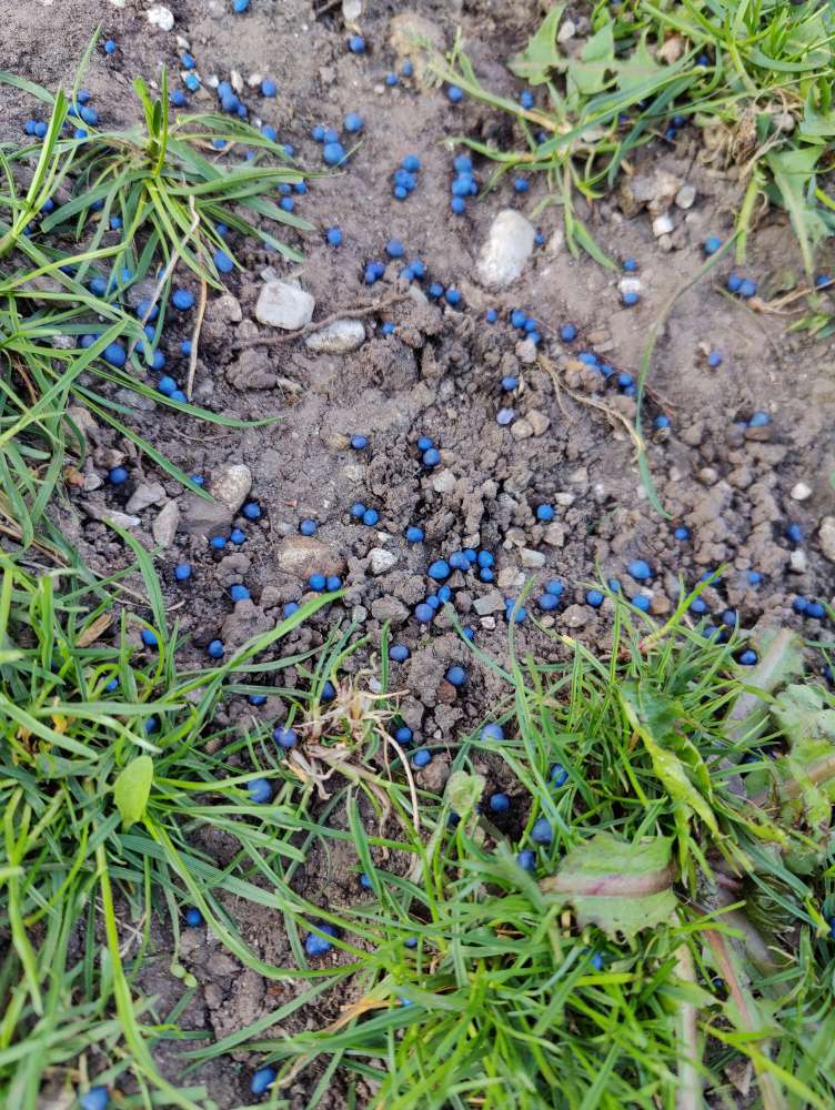 Giftköder-Blaukorn an Bäumen verstreut-Profilbild
