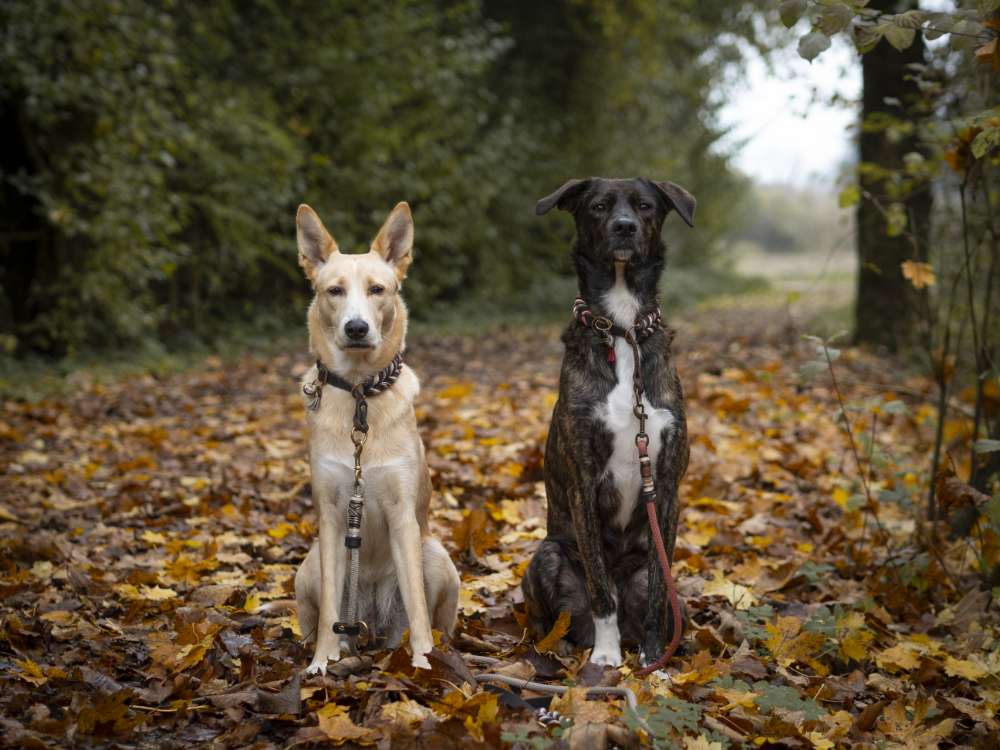 Hundetreffen-Hundebegegnungen üben-Profilbild