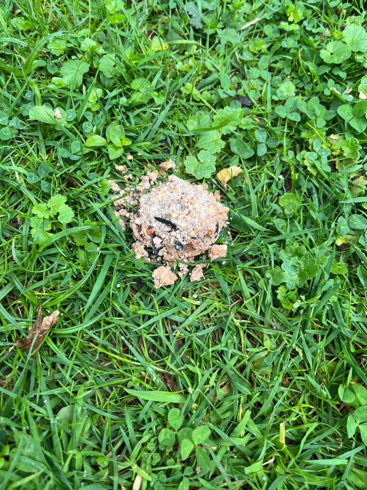 Giftköder-Gift?-Profilbild