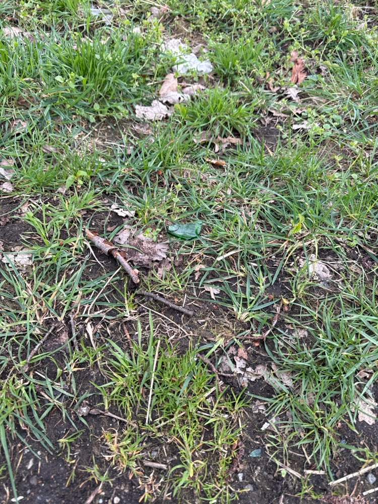 Giftköder-Glasscherben im Gras-Profilbild