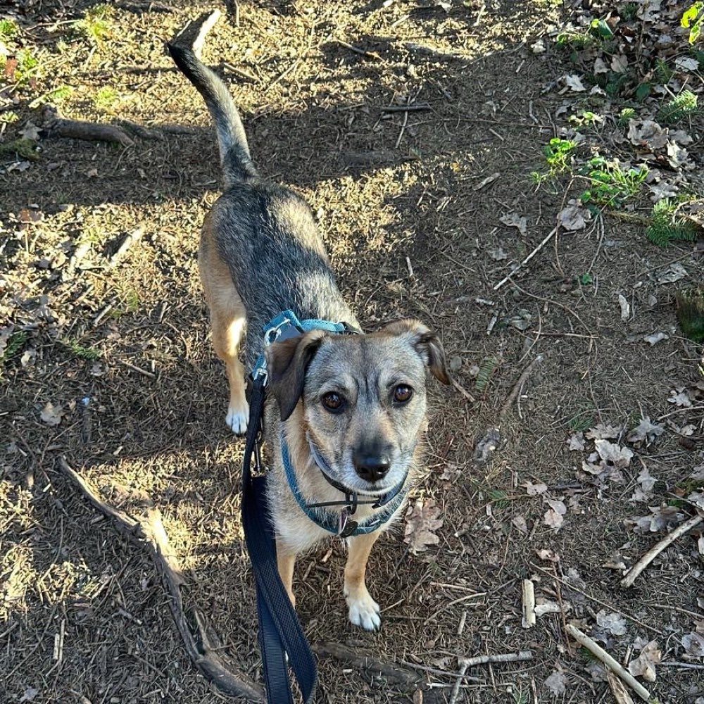 Hundetreffen-Gassi- & Spielpartner-Profilbild