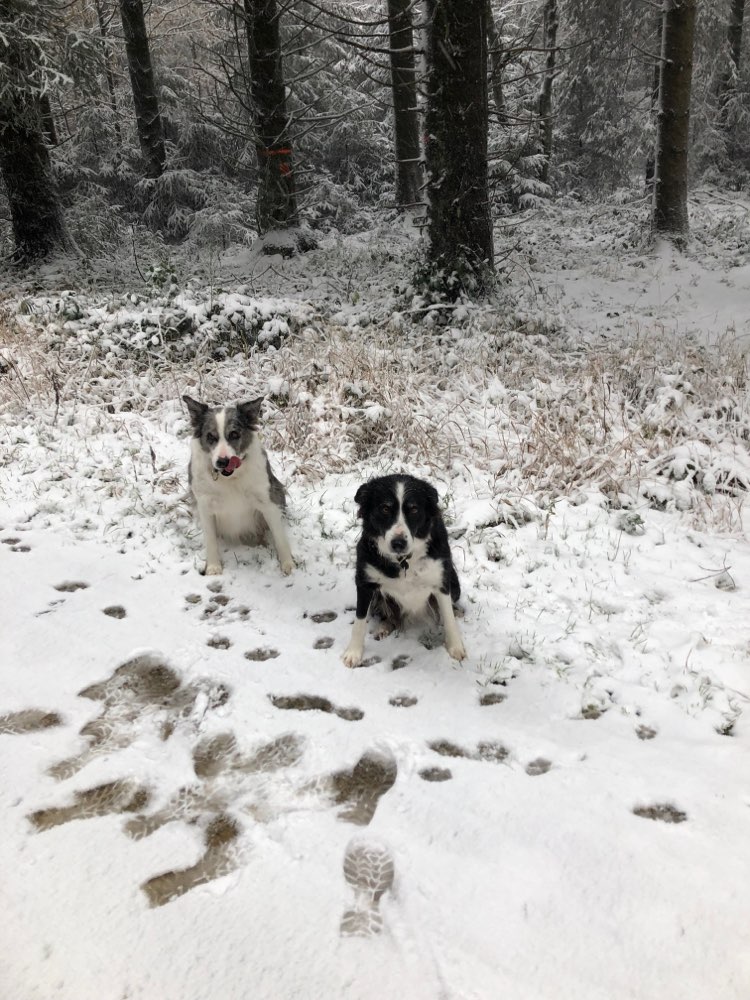 Hundetreffen-Gassierunde-Profilbild