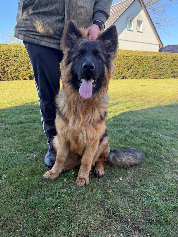 Suchmeldung-Deutscher Schäferhund-Profilbild