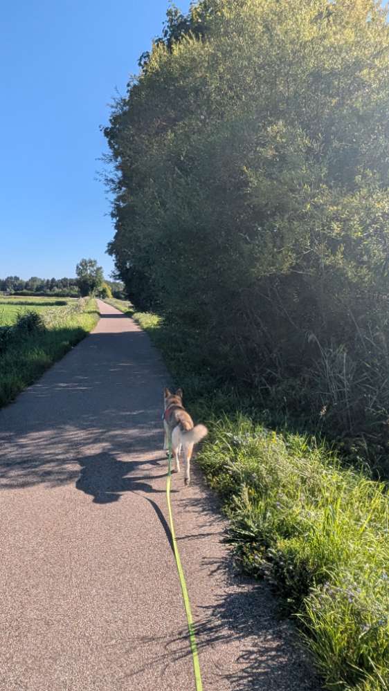 Hundetreffen-Wald-Spaziergangsrunde-Profilbild