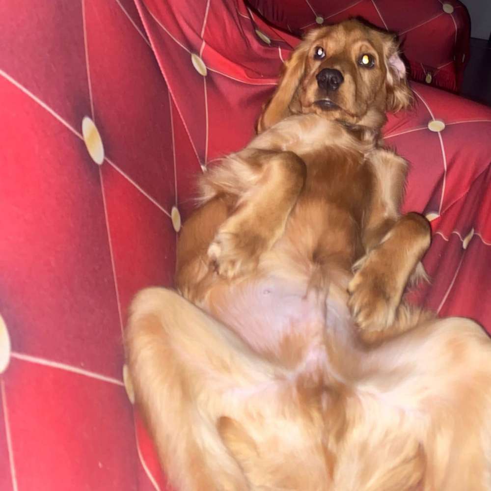 Hundetreffen-Waldbröl und Umgebung-Profilbild