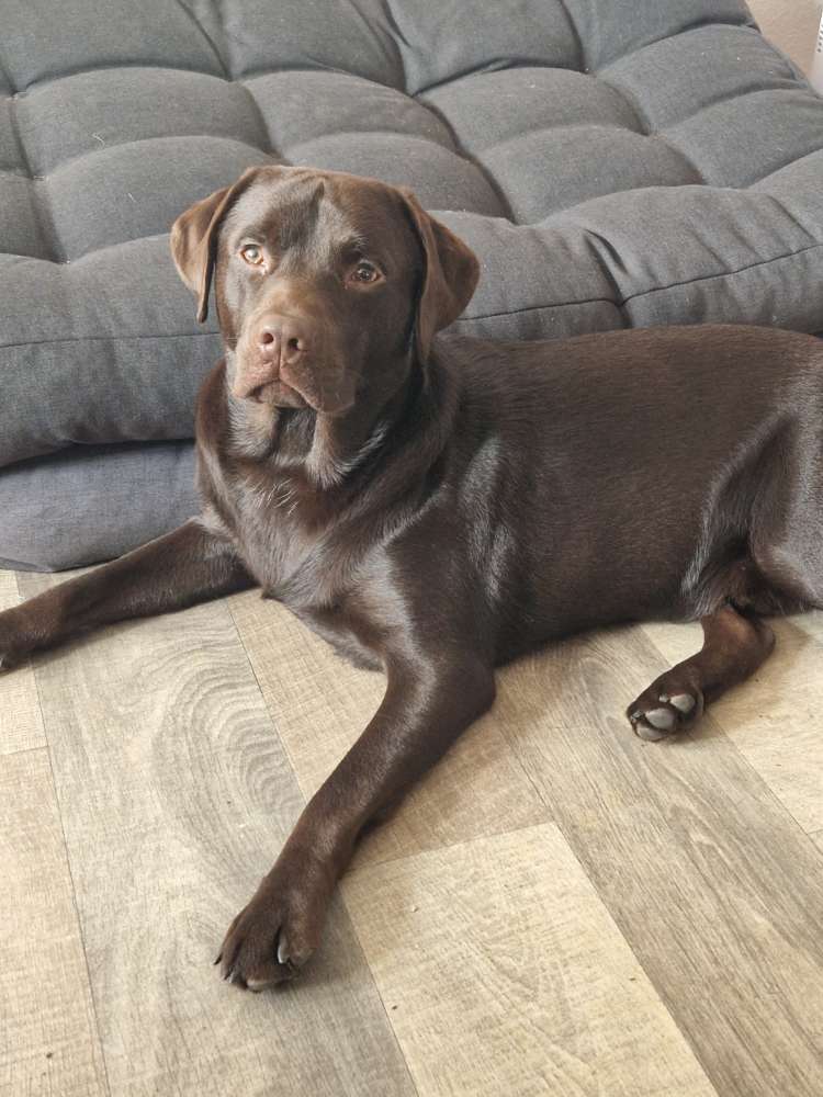 Hundetreffen-Junghunde zum Spielen und Treffen-Profilbild