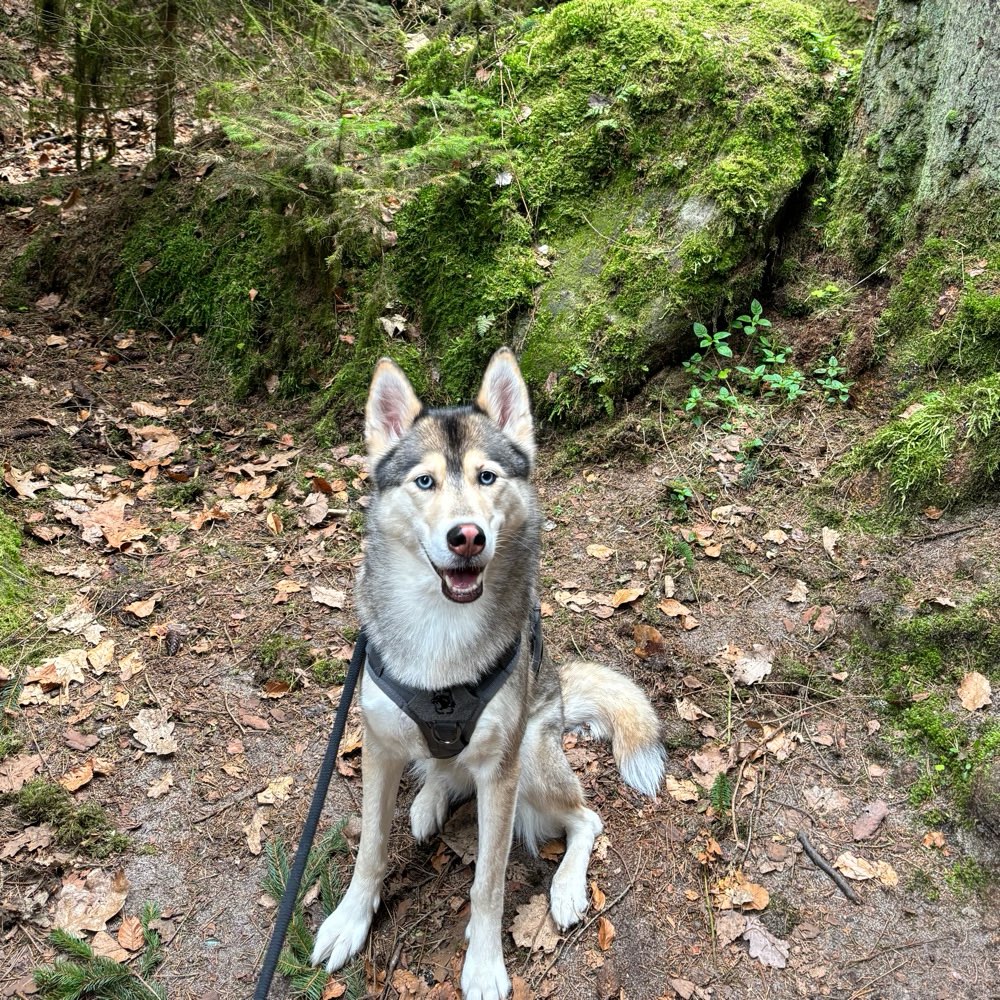 Hundetreffen-Hundekumpels gesucht-Profilbild