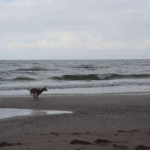 Hundetreffen-Gassitour für Sprinter-Profilbild