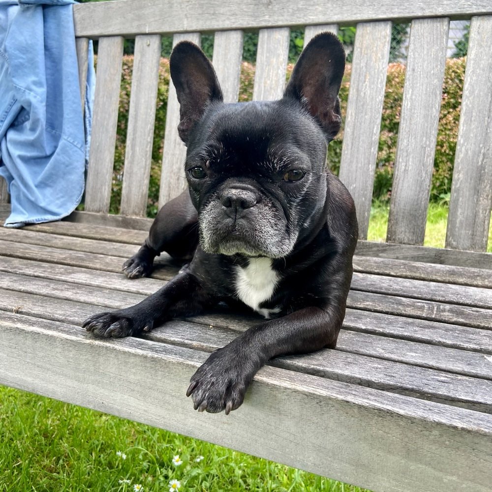 Hundetreffen-Gassigänger/in für morgens für 12 jährige französische Bulldogge gesucht-Profilbild