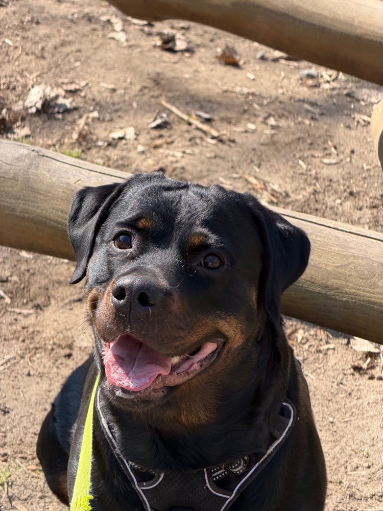 Hundetreffen-Hundekontakt Üben-Profilbild