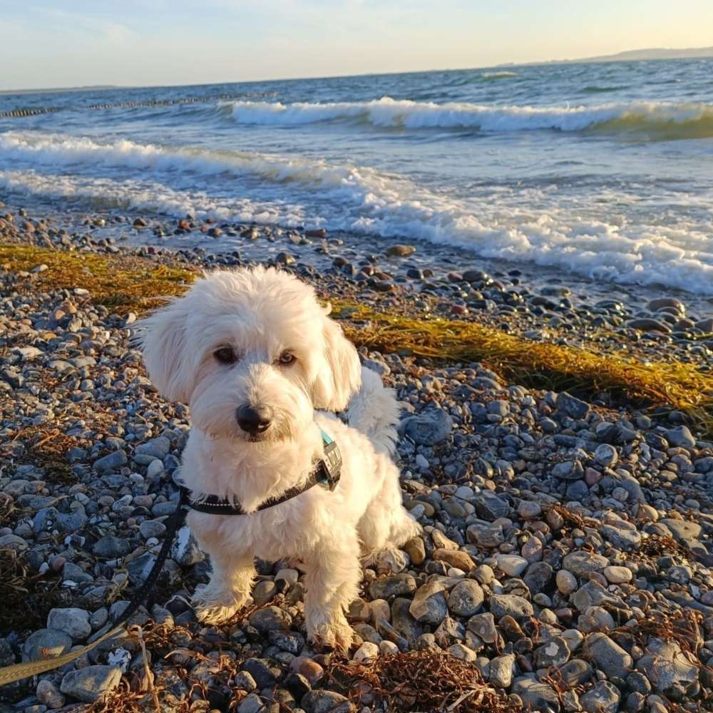 Hundetreffen-Spielfreunde gesucht-Profilbild