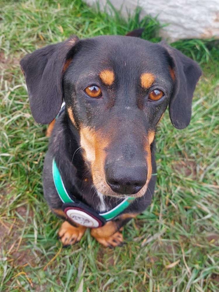 Hundetreffen-Hundetreffen kleine Hunde-Profilbild