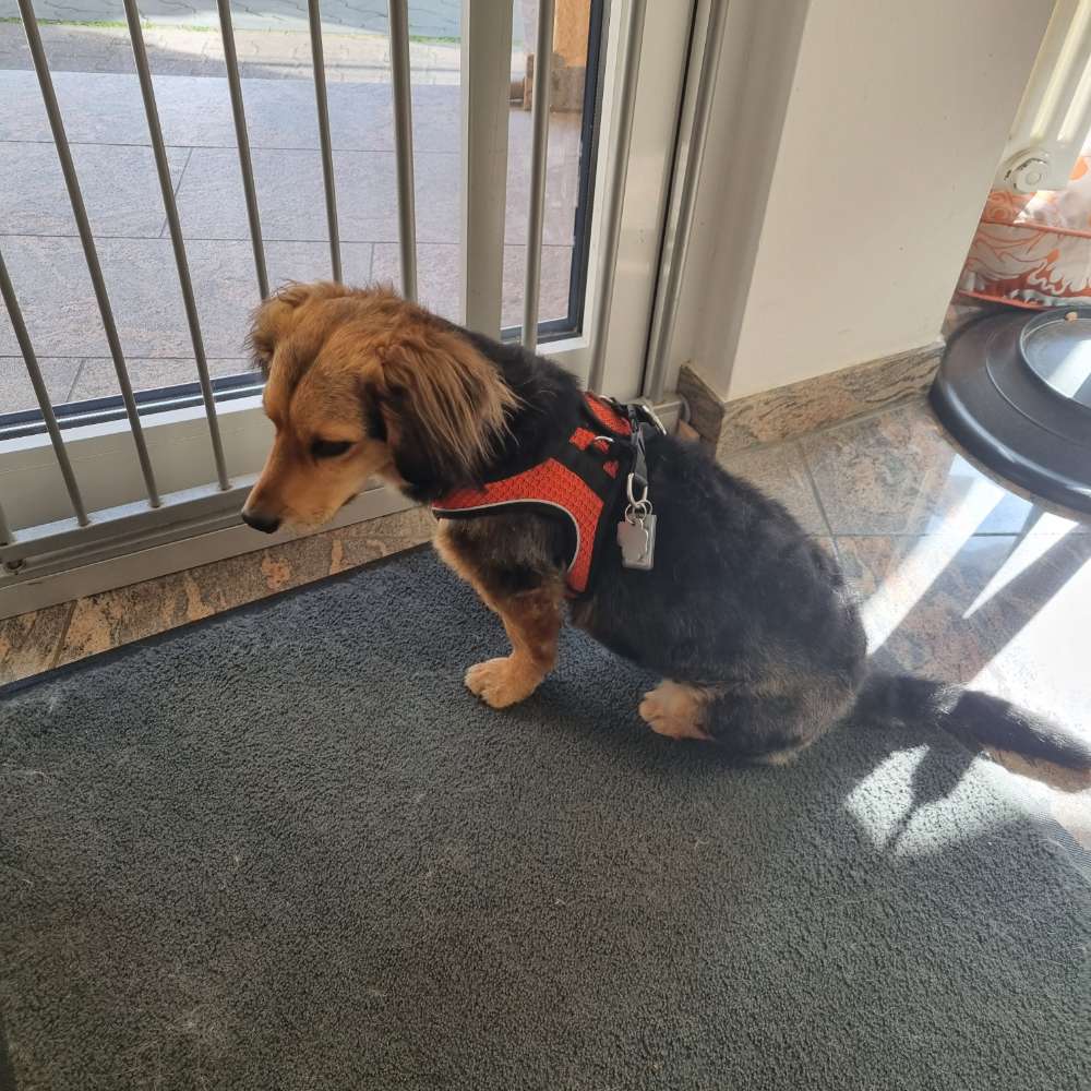 Hundetreffen-Meine Pyla sucht Hundefreunde-Profilbild