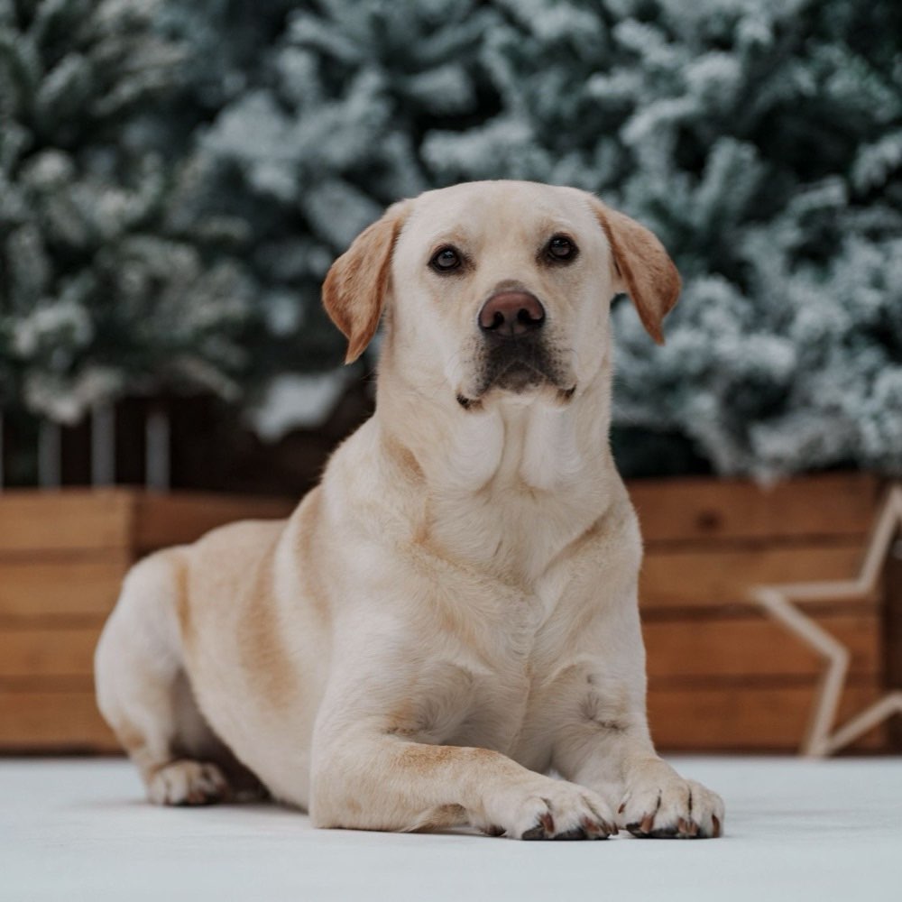 Hundetreffen-Spielrunde  Ilsfeld-Profilbild