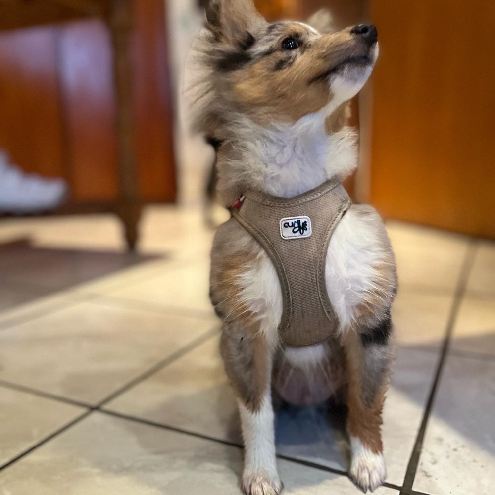 Hundetreffen-Spielen, toben, neues entdecken-Profilbild