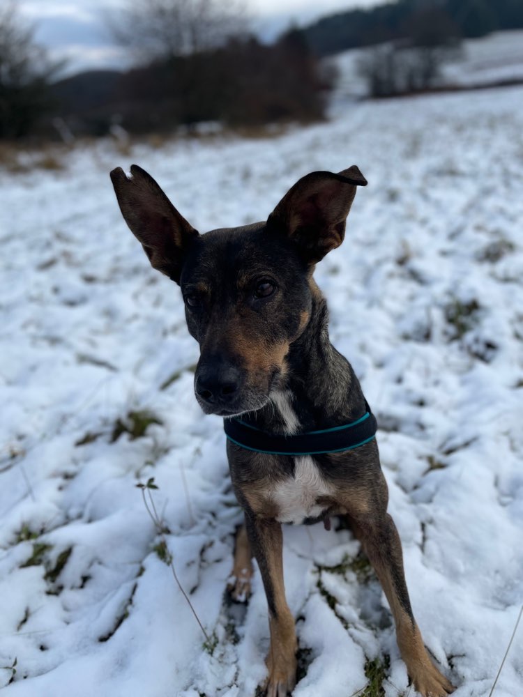 Hundetreffen-Goofy sucht Hundekumpel zum spazieren gehen und spielen.-Profilbild