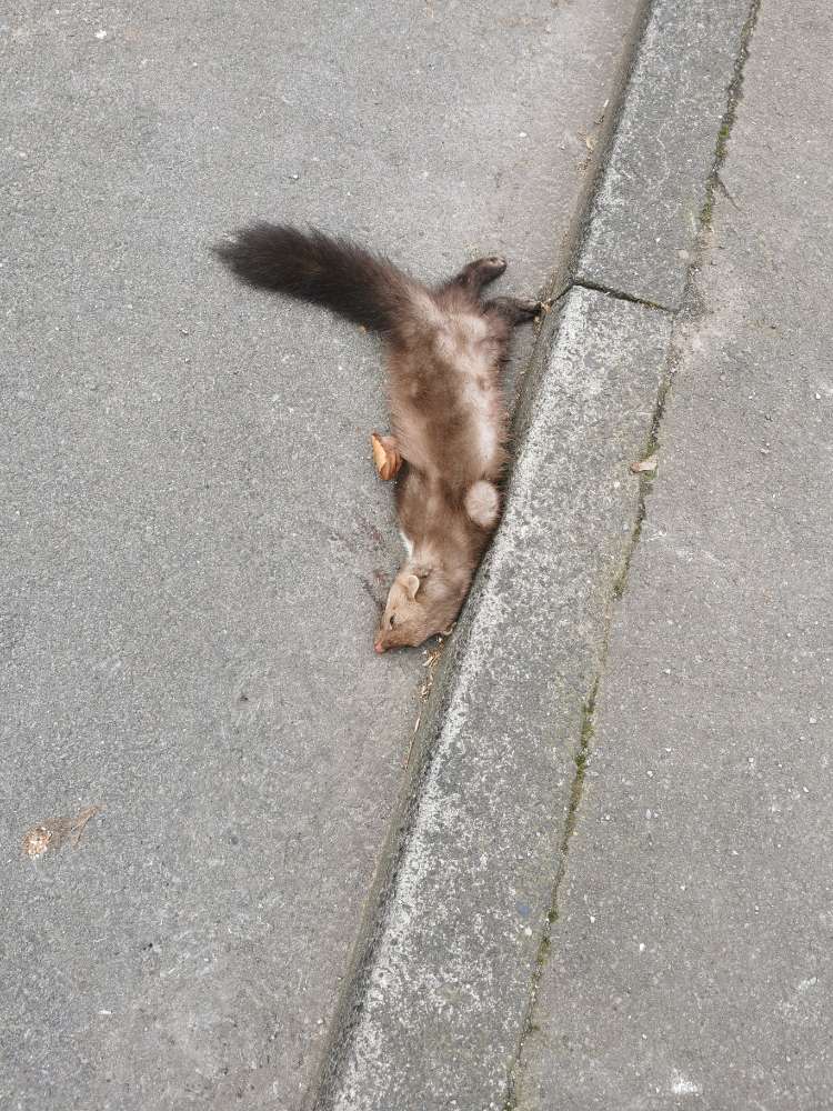 Giftköder-Toter Mader-Profilbild