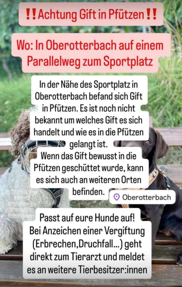 Giftköder-Gift in Pfützen-Profilbild