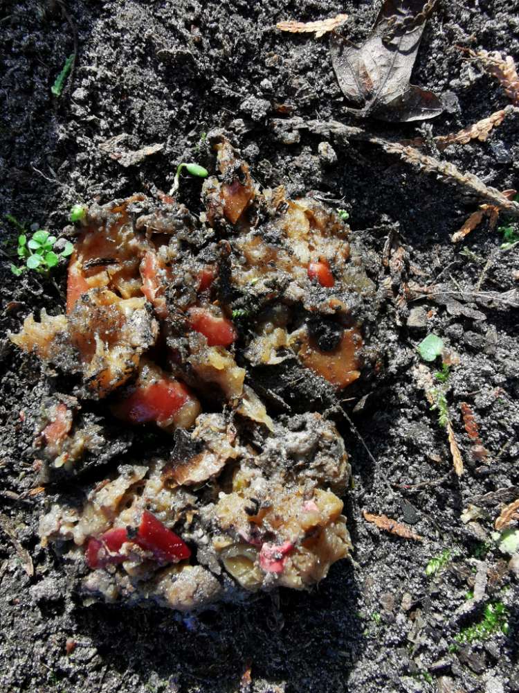 Giftköder-eventuell Rattengift / Giftköder-Profilbild