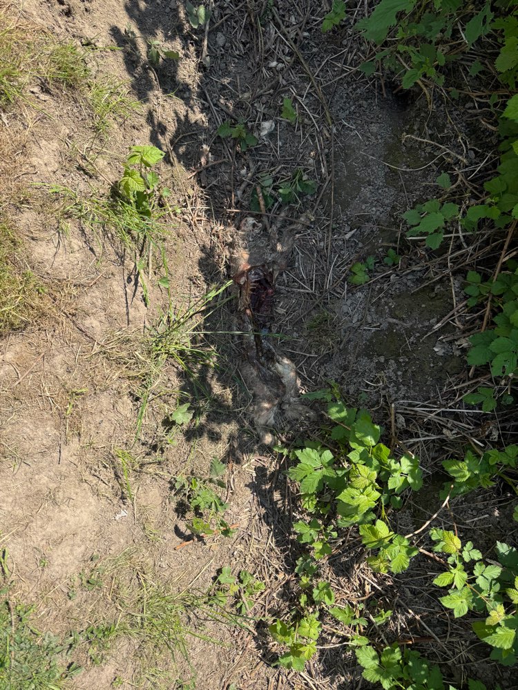 Giftköder-Gerissener Tierkadaver-Profilbild