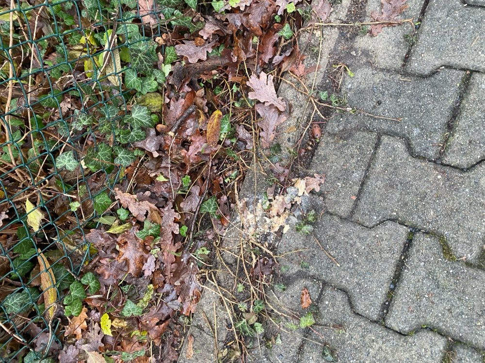 Giftköder-Eventuell Giftköder am Krematorium-Profilbild