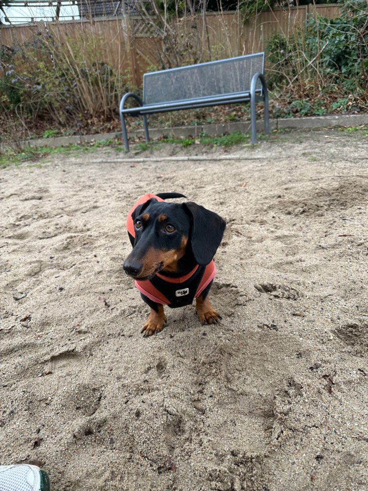 Hundetreffen-Mantrailing PartnerInnen gesucht-Profilbild