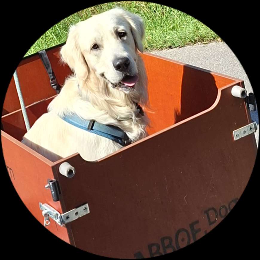 Hundetreffen-Junghunde-Profilbild