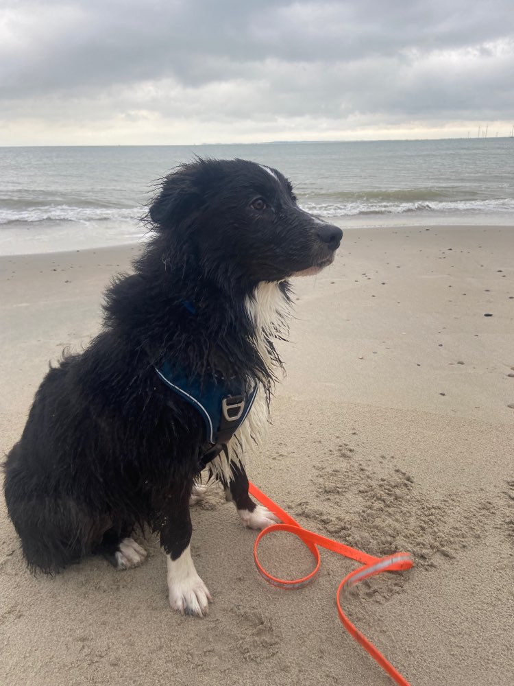 Hundetreffen-Gassi gehen und eventuell trainieren-Profilbild