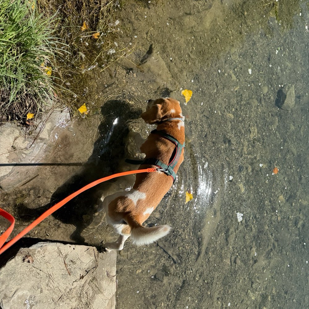 Hundetreffen-Sozial walk und kontrolliertes Spielen-Profilbild