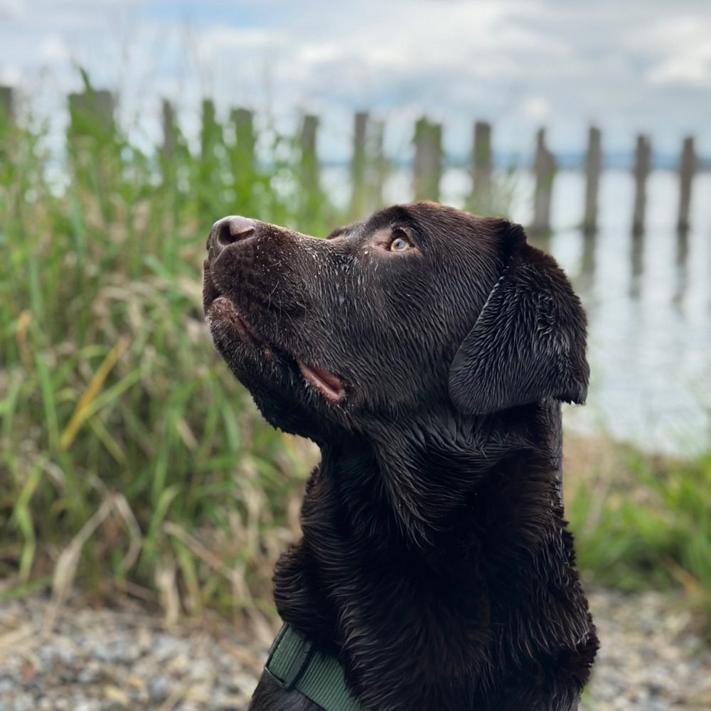 Hundetreffen-Gemeinsame Gassirunden-Profilbild