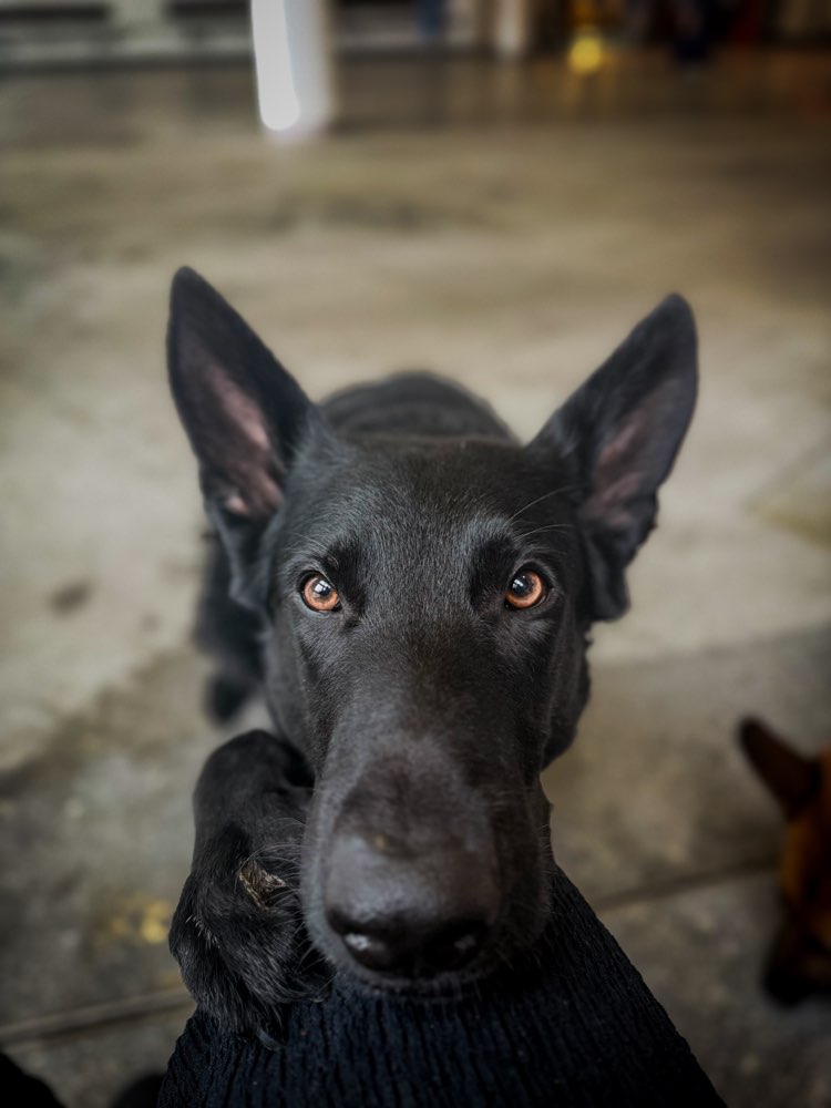 Hundetreffen-Social Walk. 🐾-Profilbild