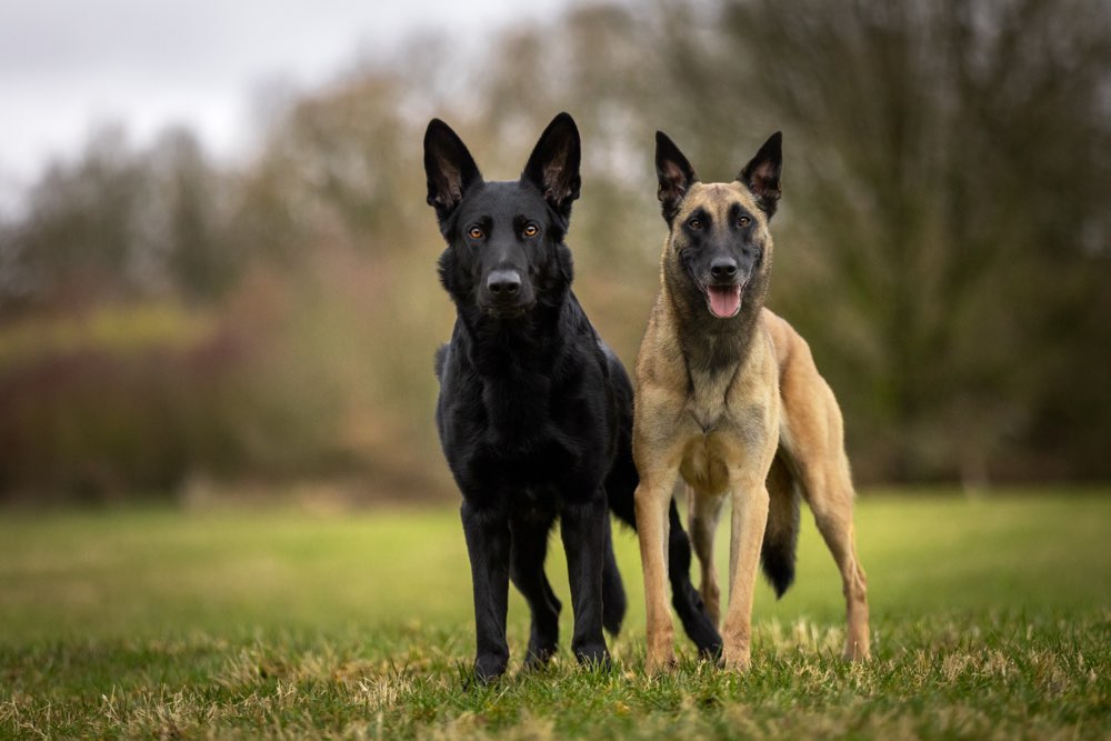 Hundetreffen-WhatsApp Gruppe - Aerzener Hundetreff. 🤍✨-Profilbild