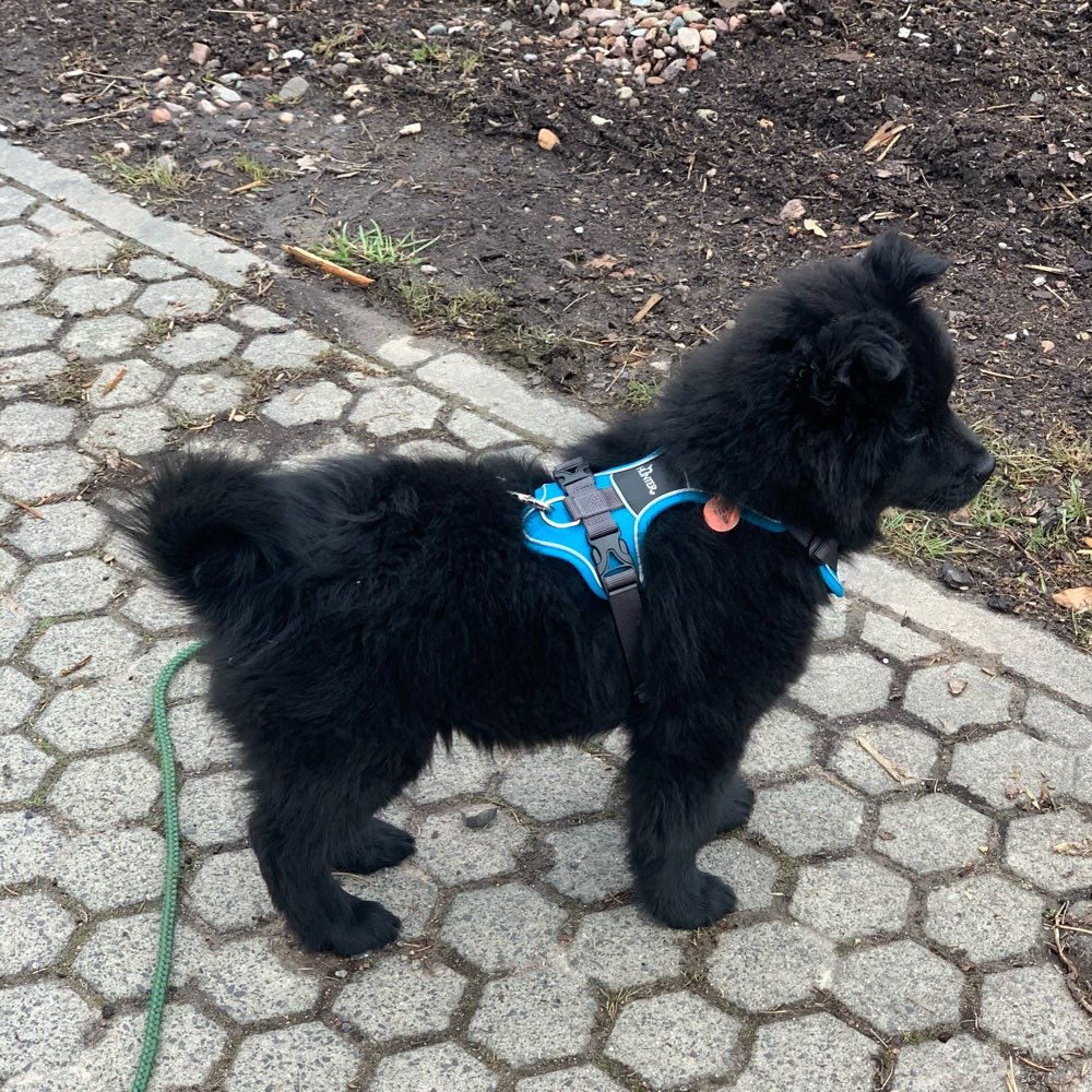 Hundetreffen-Welpentreffen HEF & Umgebung-Profilbild