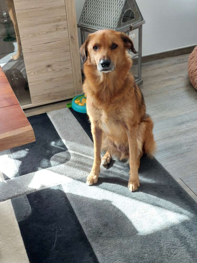 Hundetreffen-Gassi treffen-Profilbild