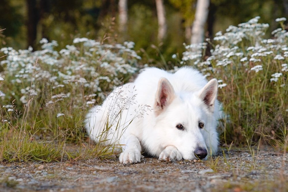 Hundetreffen-Gemeinsames Training-Profilbild