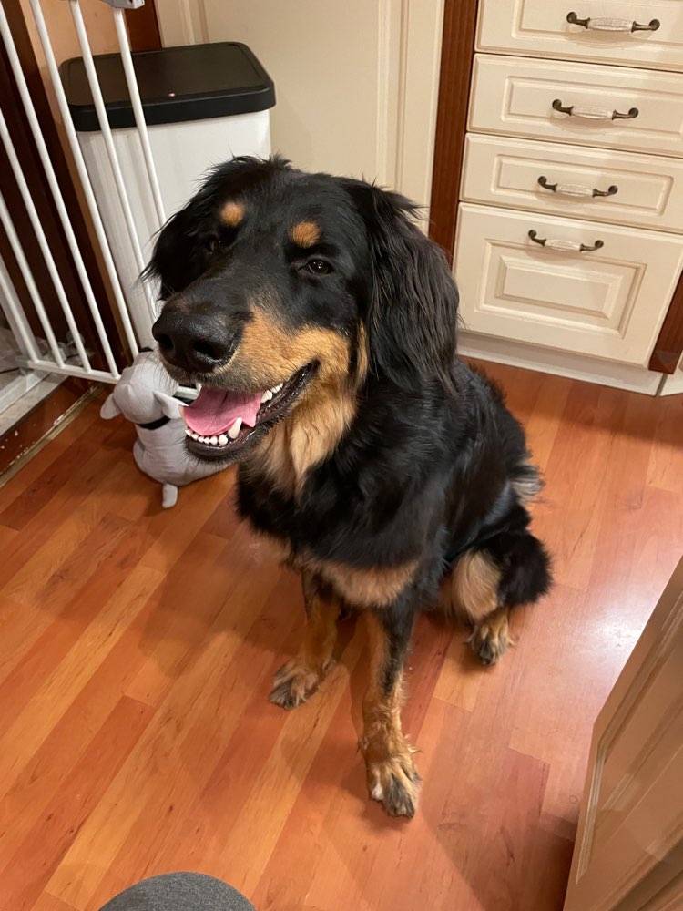 Hundetreffen-Hovawart 1 Jahr 3 Monate sucht spazier und Spielkameraden-Profilbild