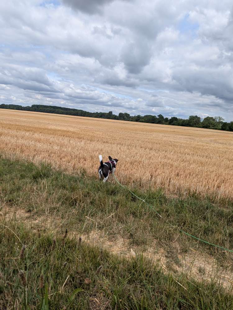 Hundetreffen-Gassi Runde-Profilbild