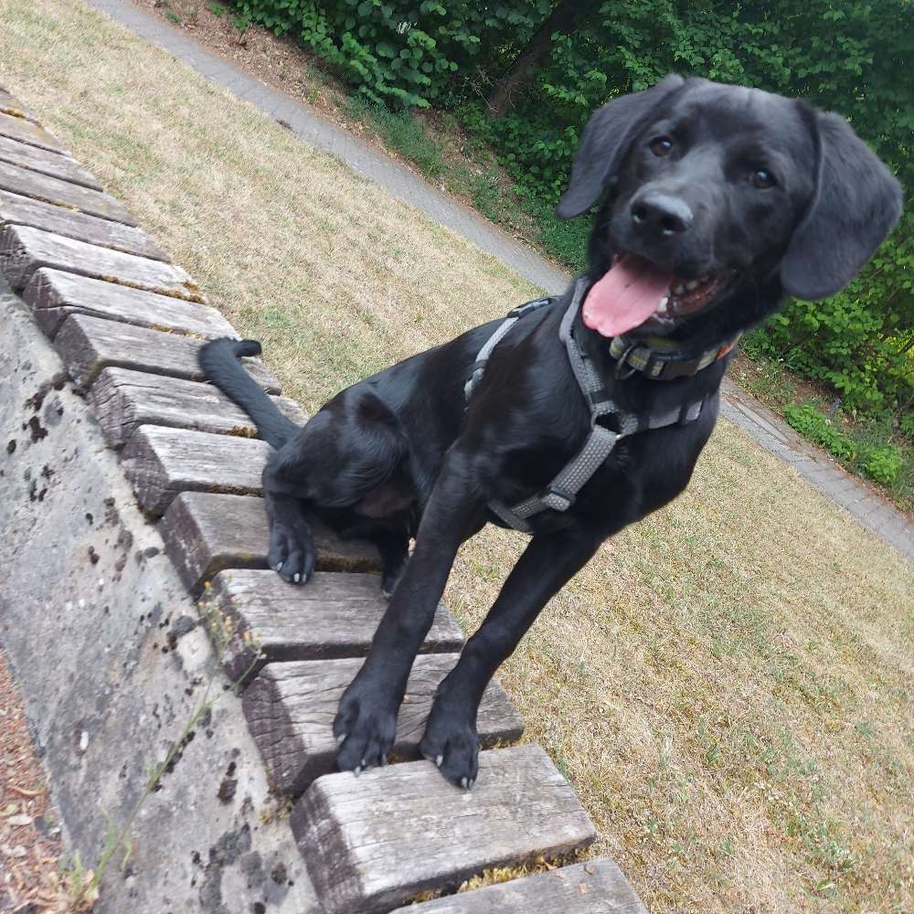 Hundetreffen-Spielpartner gesucht-Profilbild