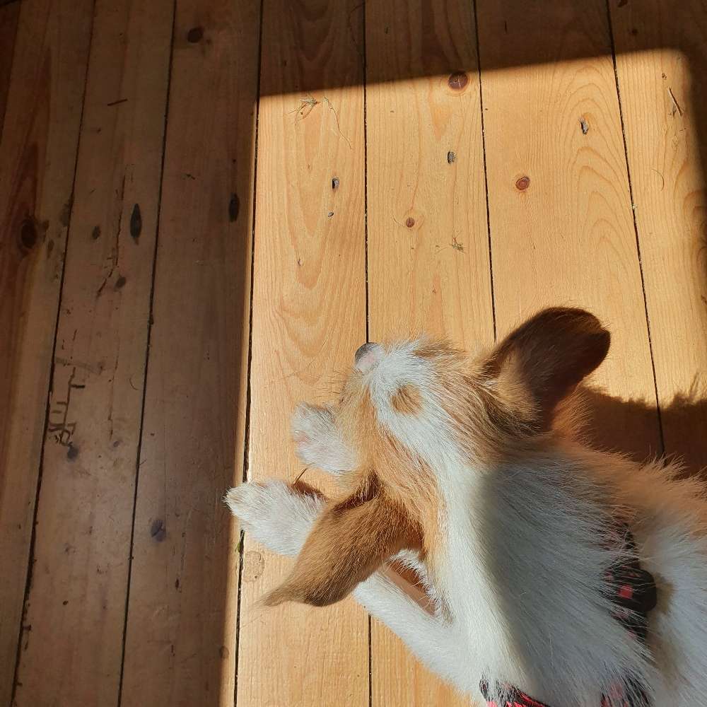 Hundetreffen-Gassi Runde in Röhrsdorf/Borthen-Profilbild