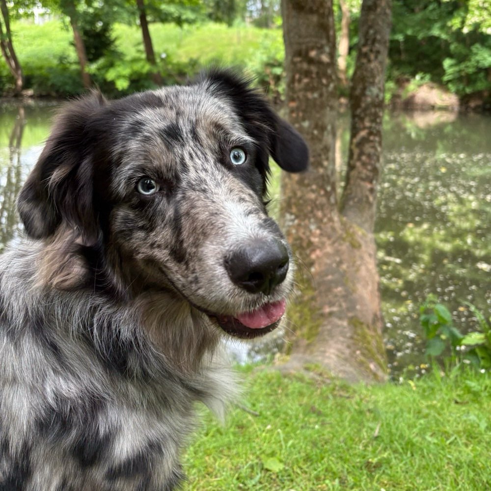 Hundetreffen-Rüden für kontrolliertes Spielen gesucht-Profilbild